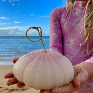 sea urchin vana