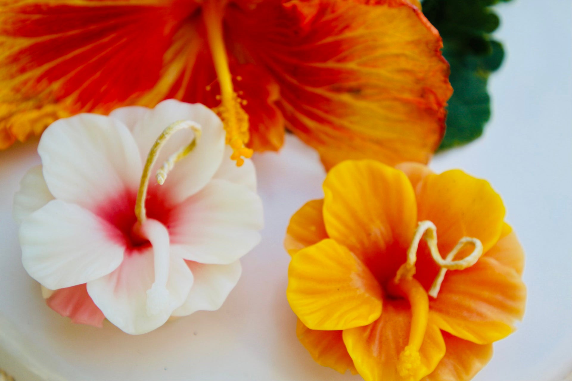 auto draft auto draft